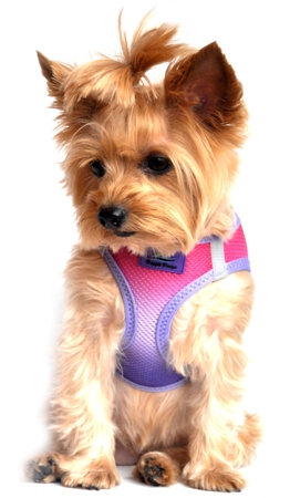 Doggie Design - Raspberry Sundae Choke-Free Mesh Harness - NEW for Spring 2015  Our latest Patented Ombre American River Choke Free Harnesses.