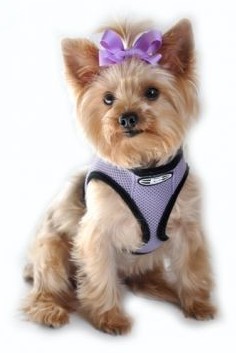 Doggie Design's Ultra Choke Free Harness is designed for comfort and safety, with high strength buckles and heavy duty polished D-rings.  Protects the Trachea by only pulling on the body and not the neck.  Perfect design for use as a Seat Belt Harness.  Double Safety Closure of Velcro and High Strength Plastic Side Release Buckle.  Simple and Easy Step in, Wrap Up, and Close.  100% Polyester Outer - Machine Wash and Line Dry.  Made in the USA - Patent Pending.