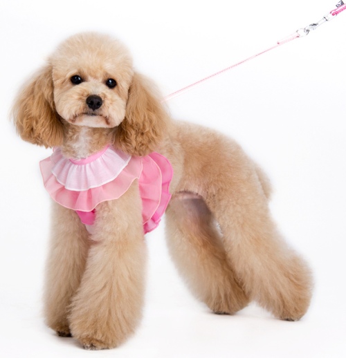 DOGO - EasyGo Multi Ruffle Step-In Harness with Leash - Pretty multi-ruffle designed EasyGO!  The best all-in-one soft harness.  Easy, safe, and comfortable to wear.  It features buckless step-in design that is secured by a simple slide down clip.  Matching leash is included with every EasyGO!