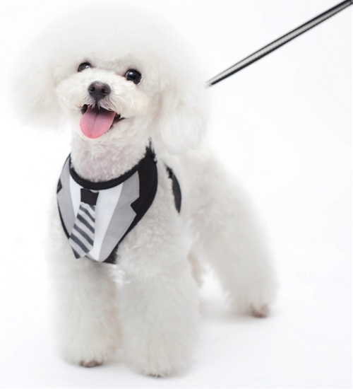 DOGO Design - EasyGo Necktie Step-In Harness with Leash - GQ inspired EasyGO Harness with an actual stripe tie.  Mr. Bond will be proud.  The best all-in-one soft harness.  Easy, safe, and comfortable to wear.  It features buckle-less step-in design that is secured by a simple slide down clip.  Matching lead is included with every EasyGO!