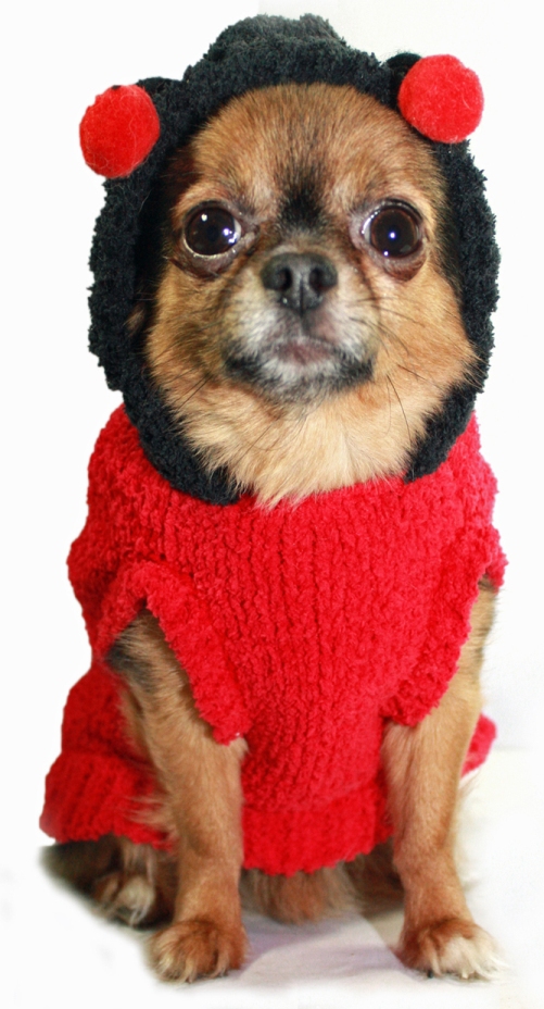 Hip Doggie - Chenille Lady Bug Sweater - Cute as a bug and comfortable for any occasion!  Super soft chenille Lady Bug sweater is just adorable!  High quality designer sweater with hood.  Washable!