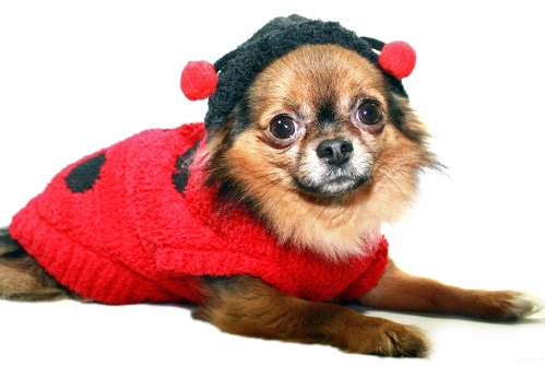 Hip Doggie - Chenille Lady Bug Sweater - Cute as a bug and comfortable for any occasion!  Super soft chenille Lady Bug sweater is just adorable!  High quality designer sweater with hood.  Washable!