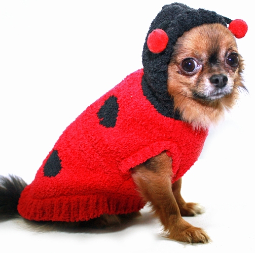 Hip Doggie - Chenille Lady Bug Sweater - Cute as a bug and comfortable for any occasion!  Super soft chenille Lady Bug sweater is just adorable!  High quality designer sweater with hood.  Washable!