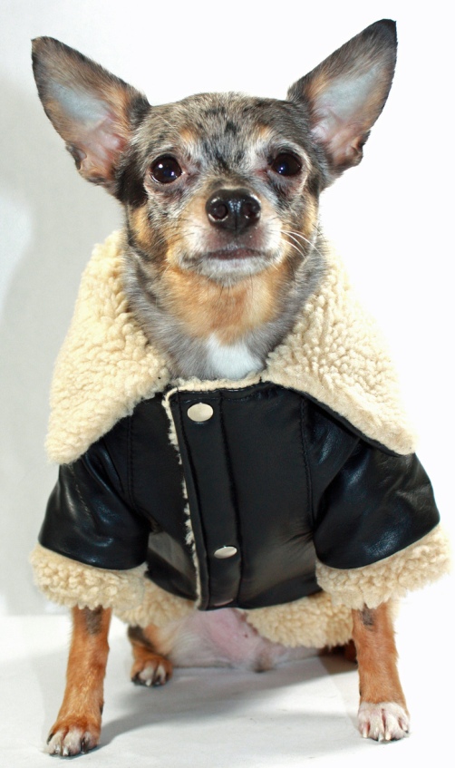 Hip Doggie - Classic Shearling Leatherette Coat - High quality faux leather jacket.  Classic style with soft shearling interior and 70's style collar.  Velcro closure for easy on and easy off.  D-ring on back for light use lead.