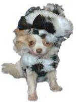 Faux black and white fur harness with hat.  Fully lined.  Velcro closures at neck and tummy.  Matching hat included.