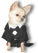 Tuxedo with shirt tails and bowtie.  Tux coat adorned with a gold chain on the back waist.  Fully lined in satiny black, velcro closure at chest.