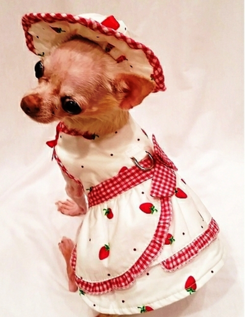 Platinum Puppy Couture - Strawberries & Cream - This white and red gingham-trimmed printed harness dress set is just precious!!  The white fabric is embellished with cute red strawberries and dots.  The skirt has a side ruffle design with a contrasting gingham trim and bow.  It has an added D-ring for easy leash access.  This 4-piece set includes a harness dress, matching sun hat, panty and leash.  The darling matching panty is great to use if your pet is in season or just as part of the outfit.  It also looks darling on those dogs with a slightly longer body (if dresses are usually too short).