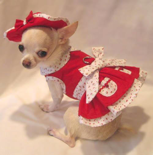 Platinum Puppy Couture - Very Cherry Harness Dress Set with Matching Hat and Leash - This little red harness dress set is so sweet!!  The dress has a contrasting white mini cherry collar and bow design.  The skirt has double contrasting layers for added fullness.  The skirt also has mini white cherry pockets with baby buttons and trim.  There is an added D-ring for easy leash access.  This set comes with harness dress, matching flip front hat and leash.