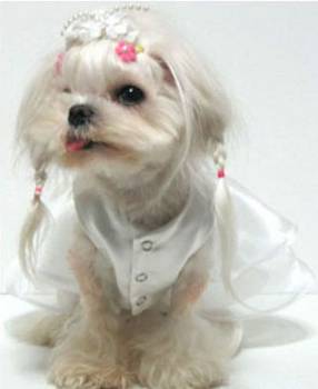 Puppy Zzang Wedding Gown with Barrette - satin bodice and skirt, two layer sheer skirt overlay, sheer flower at waistline accented with faux pearls