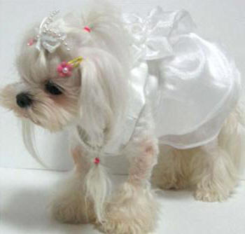 Puppy Zzang Wedding Gown with Barrette - satin bodice and skirt, two layer sheer skirt overlay, sheer flower at waistline accented with faux pearls